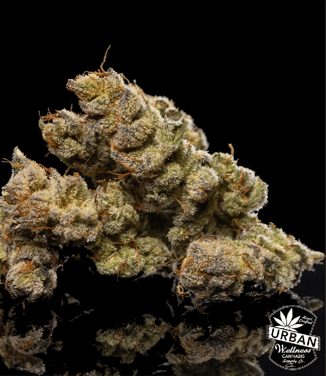 Urban Wellness Our Strains Amarelo