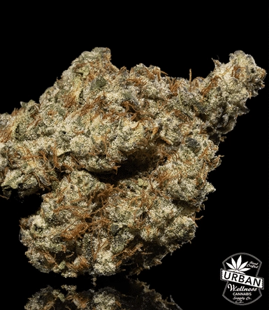Urban Wellness Our Strains Brandy Wine Bandit
