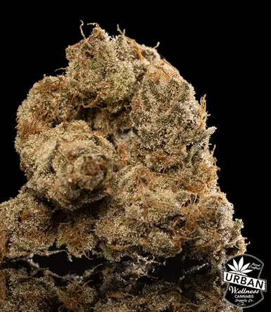 Urban Wellness Our Strains Sour Banana Trop