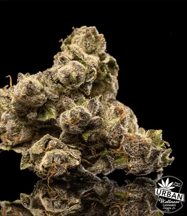 Urban Wellness Our Strains Thizzlewiggle