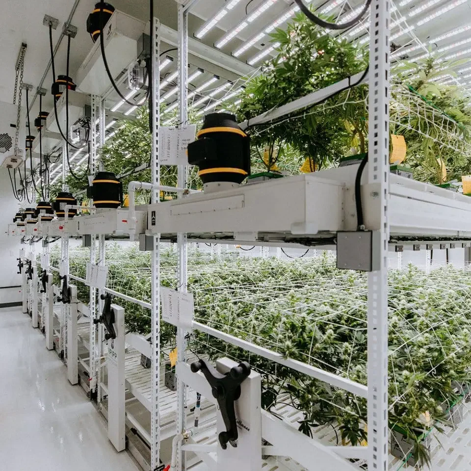 Urban Wellness About Vertical Grow